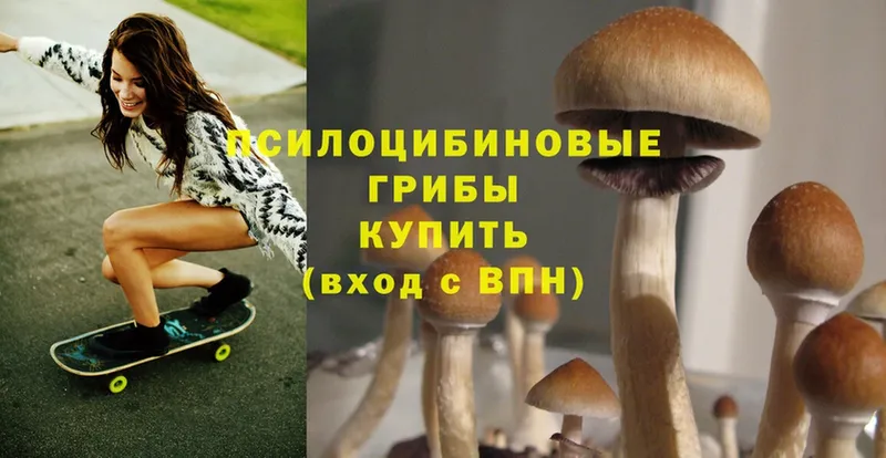 гидра сайт  Кашин  Псилоцибиновые грибы Cubensis 